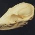 Otocyon megalotis, Bat-eared Fox image