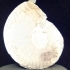 Welschia Obtusiformis Buckman image