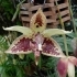 Embreea Orchid image