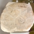 Ammonites Austeni Sharpe image