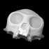 Rhinopithecus Roxellana image