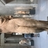 Marble Statue of Aphrodite, the so-called Venus Genetrix image