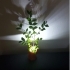 Shadow casting plant pot image