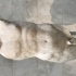 Marble torso of the so-called Apollo Lykeios image