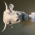 Head of a Bull image
