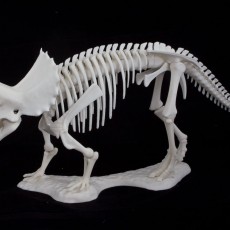 Picture of print of Triceratops prorsus Skeleton Questa stampa è stata caricata da christian wurm
