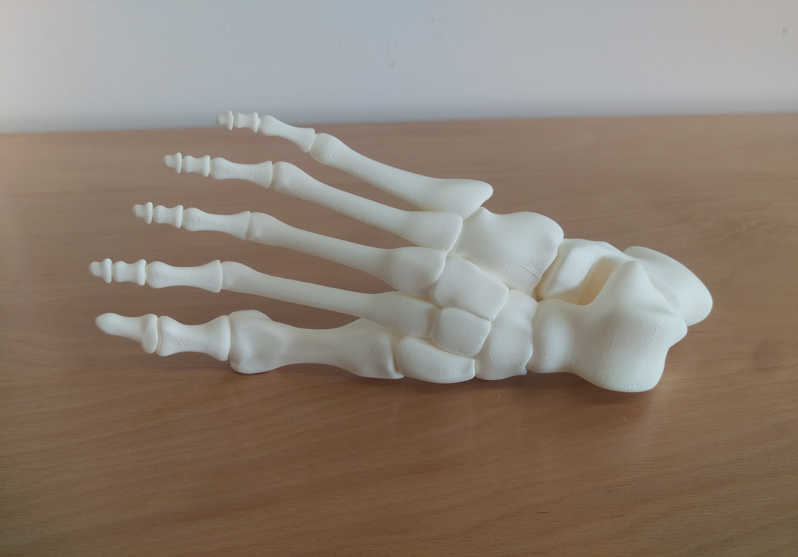 Guy McCann's "Foot, Right Human Fully assembled" model with connected joints and bones