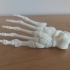 Guy McCann's "Foot, Right Human Fully assembled" model with connected joints and bones image