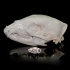 Black bear skull image