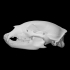 Black bear skull image