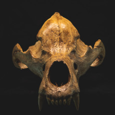 Picture of print of Skull of a cave bear