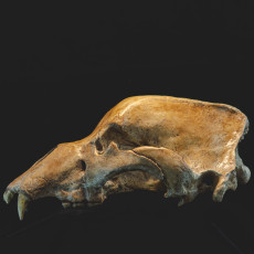 Picture of print of Skull of a cave bear