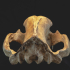 Skull of a cave bear print image