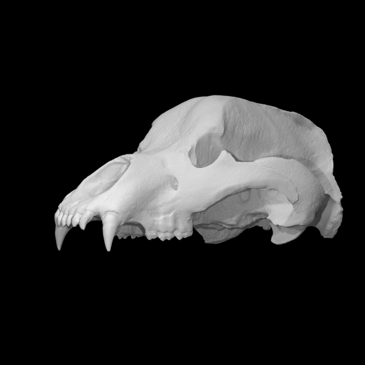 Skull of a cave bear
