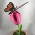 Butterfly, Animated image