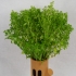 Kirby Whispy Woods Plant Pot image