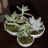 Succulent Tri-Bowl image