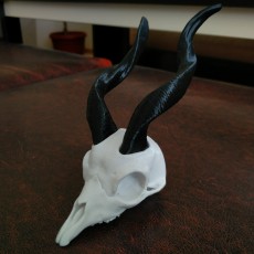 Picture of print of Markhor Skull This print has been uploaded by Stivan Solakov