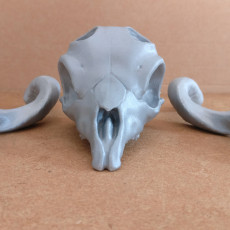 Picture of print of Markhor Skull This print has been uploaded by Kunj Patel
