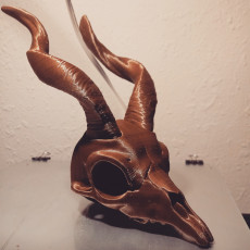 Picture of print of Markhor Skull This print has been uploaded by Ignite 3d Studio