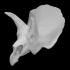 Triceratops horridus image