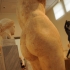 Torso of a statue of Apollon image