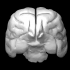 Cheetah Brain image