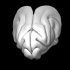 Ferret Brain image