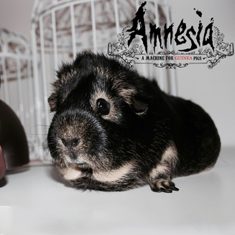 Amnesia a machine for guinea pigs
