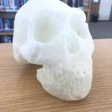 Picture of print of Complete Homo Naledi Reconstructed Skull