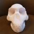 Complete Homo Naledi Reconstructed Skull image