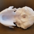 Complete Homo Naledi Reconstructed Skull image