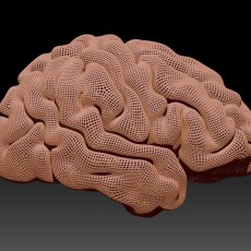 Picture of print of Radiant Brain from MRI This print has been uploaded by Create Cafe 3D Printing Solutions and Education