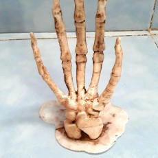 Picture of print of Skeletal Hand stand This print has been uploaded by Marco