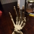 Skeletal Hand stand image