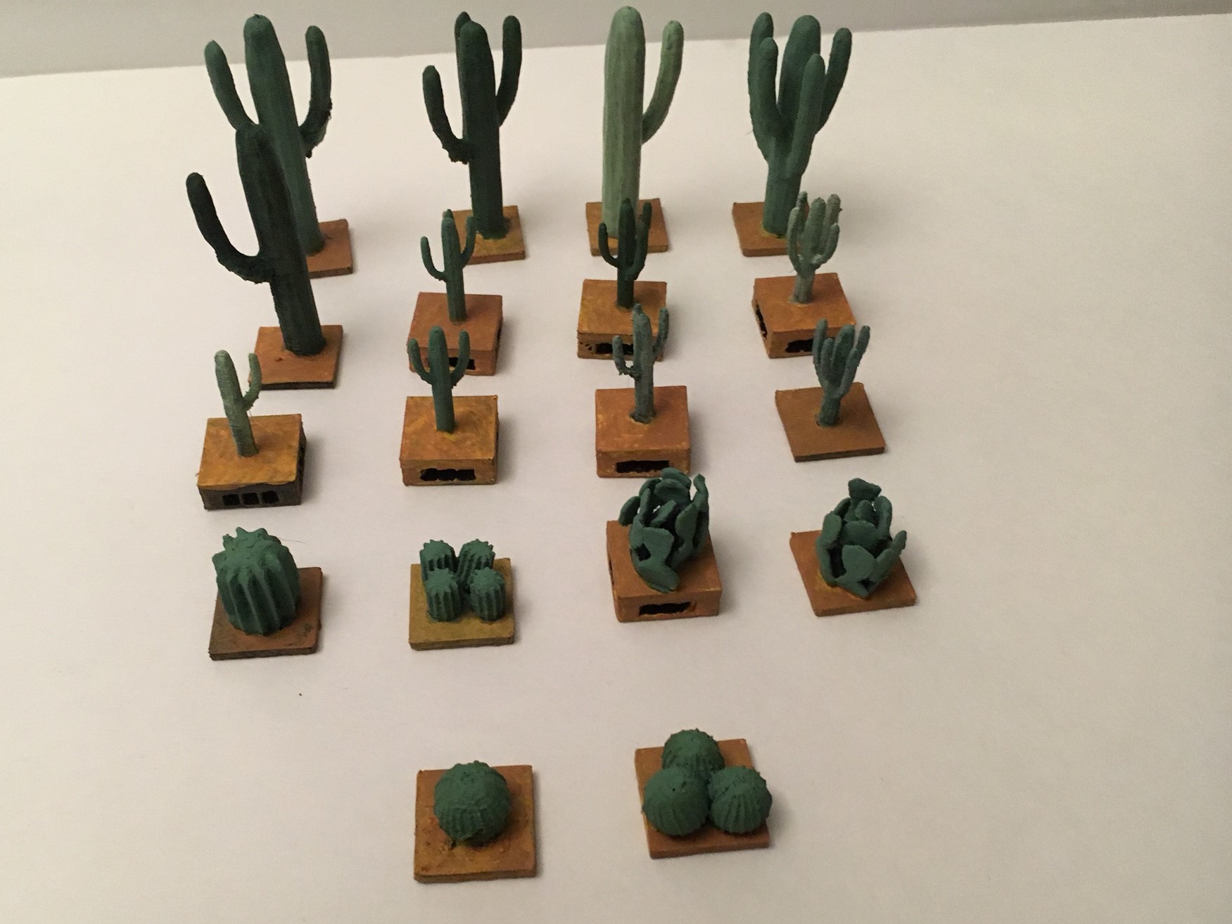 Miniature Cacti Many Varieties