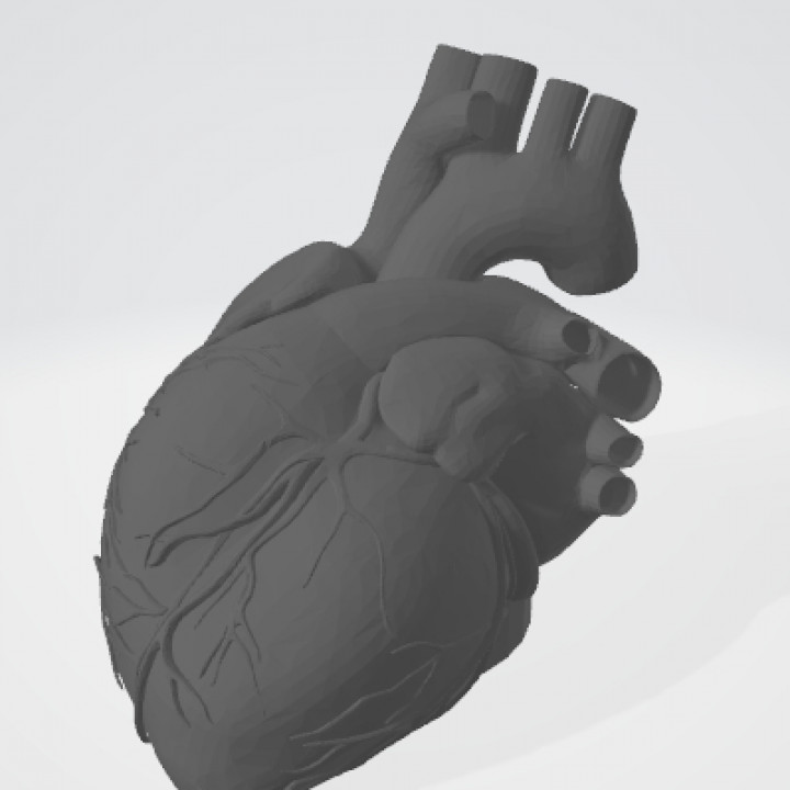 Anatomical Human Heart(Easier to print)