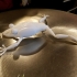 Gliding Leaf Frog image