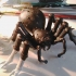 Jba Fofi  (Giant Spiders of the African Congo) image
