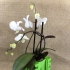'cong' style box Vase/planter image