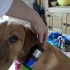 Coopers Can - Upcycled 250ml drinks can into a canine carry pod image