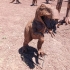 Dinosaur image