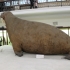 Walrus image