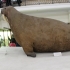 Walrus (no base) image