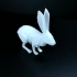 rabbit 3D image