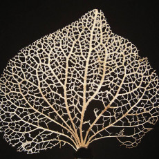 Picture of print of Leaf Veins System This print has been uploaded by Eric Begy