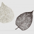Leaf Veins System image