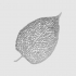 Leaf Veins System image