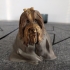 Havanese dog statue image
