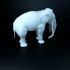 Chinese elephant image